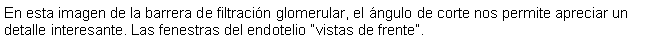 Cuadro de texto: En esta imagen de la barrera de filtracin glomerular, el ngulo de corte nos permite apreciar un detalle interesante. Las fenestras del endotelio vistas de frente.