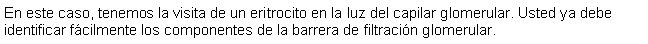 Cuadro de texto: En este caso, tenemos la visita de un eritrocito en la luz del capilar glomerular. Usted ya debe identificar fcilmente los componentes de la barrera de filtracin glomerular.