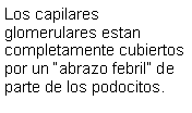 Cuadro de texto: Los capilares glomerulares estan completamente cubiertos por un abrazo febril de parte de los podocitos.