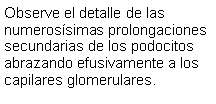 Cuadro de texto: Observe el detalle de las numerossimas prolongaciones secundarias de los podocitos abrazando efusivamente a los capilares glomerulares.