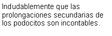 Cuadro de texto: Indudablemente que las prolongaciones secundarias de los podocitos son incontables.