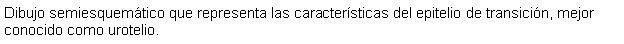 Cuadro de texto: Dibujo semiesquemtico que representa las caractersticas del epitelio de transicin, mejor conocido como urotelio.