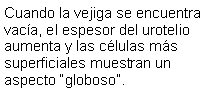 Cuadro de texto: Cuando la vejiga se encuentra vaca, el espesor del urotelio aumenta y las clulas ms superficiales muestran un aspecto globoso. 